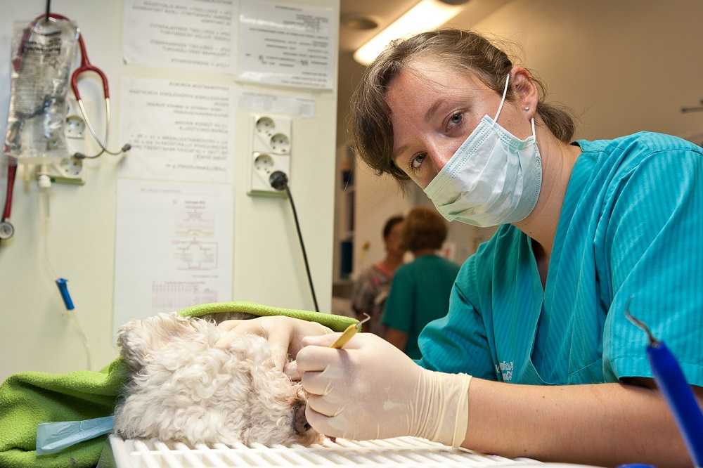 Animals - Vet - ветклиника в Москве, отзывы и контакты клиники