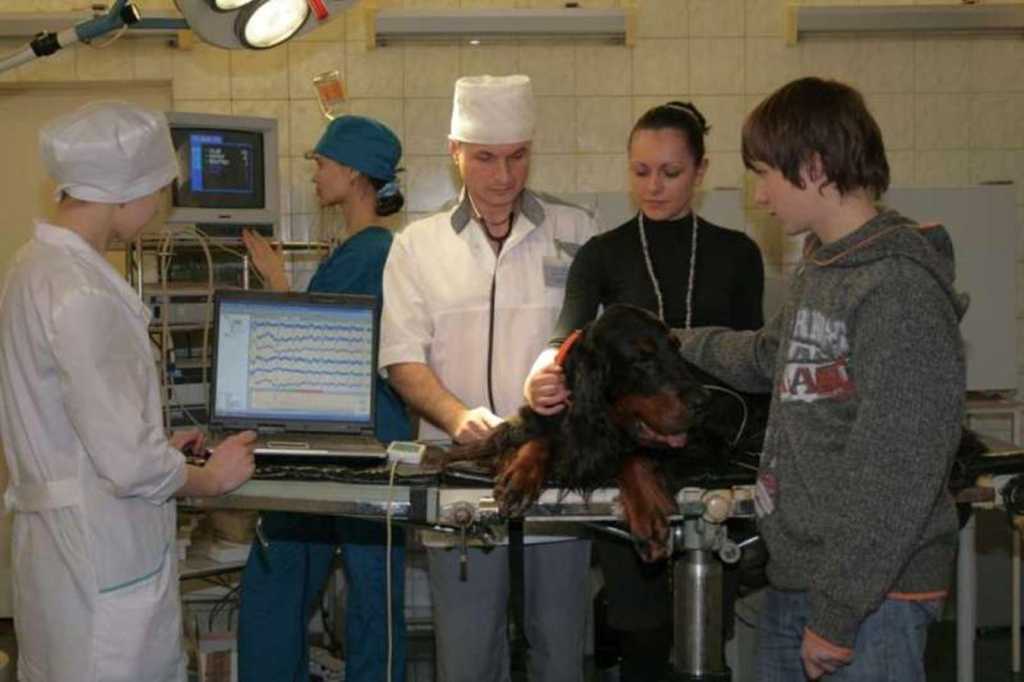 Центр травматологии животных - ветклиника в Москве, отзывы и контакты ветклиники