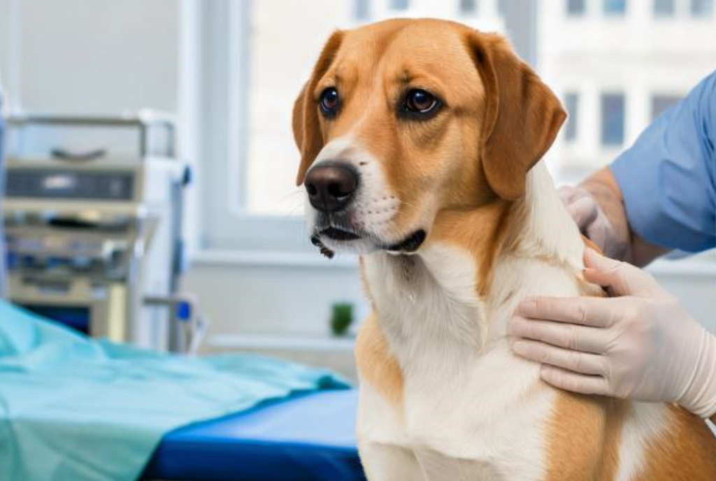 Стерилизация и кастрация животных