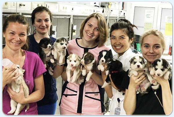 Белый клык на Митинской