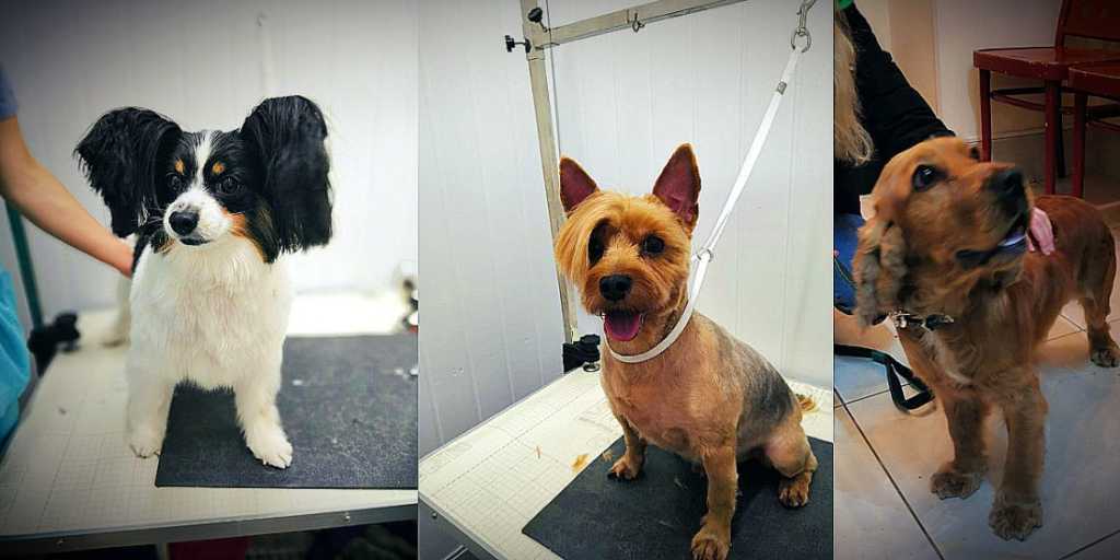 Большие уши