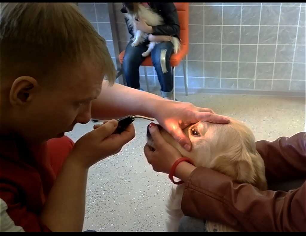 Центр ветеринарной офтальмологии доктора Перепечаева