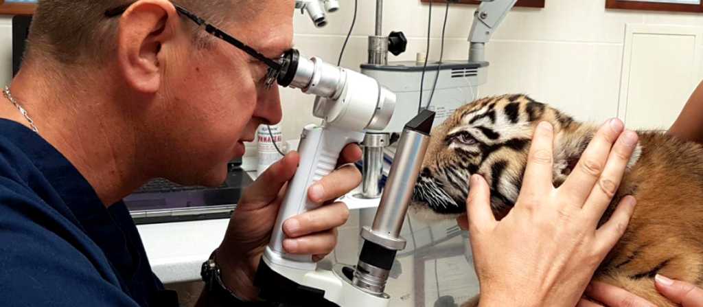 Центр ветеринарной офтальмологии доктора Шилкина на Снежной