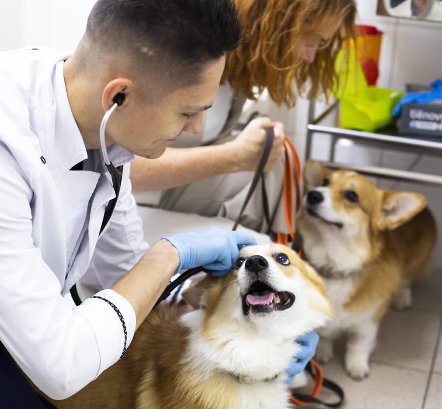 Белый Клык на Красной Пресне