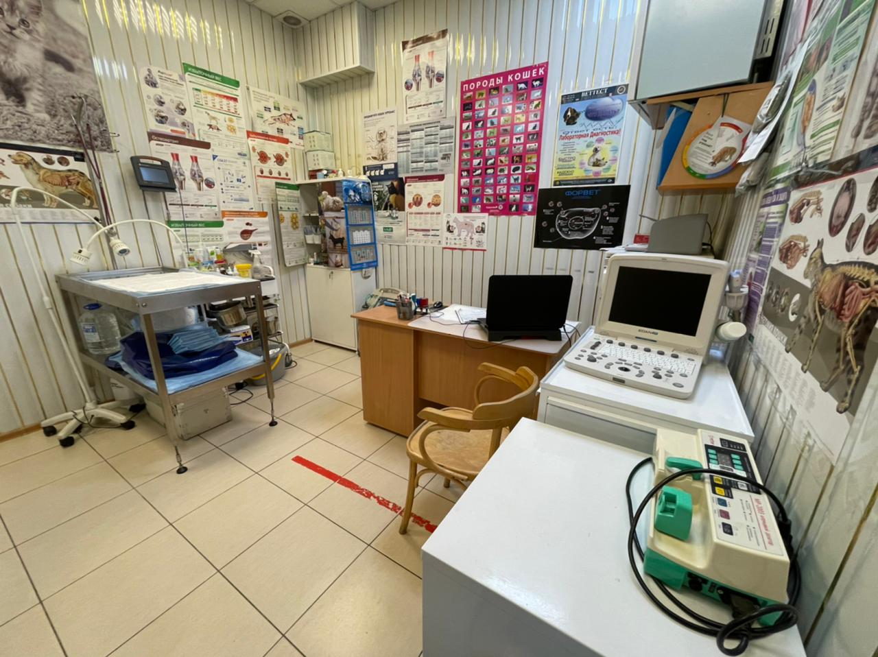 Кот Филимон