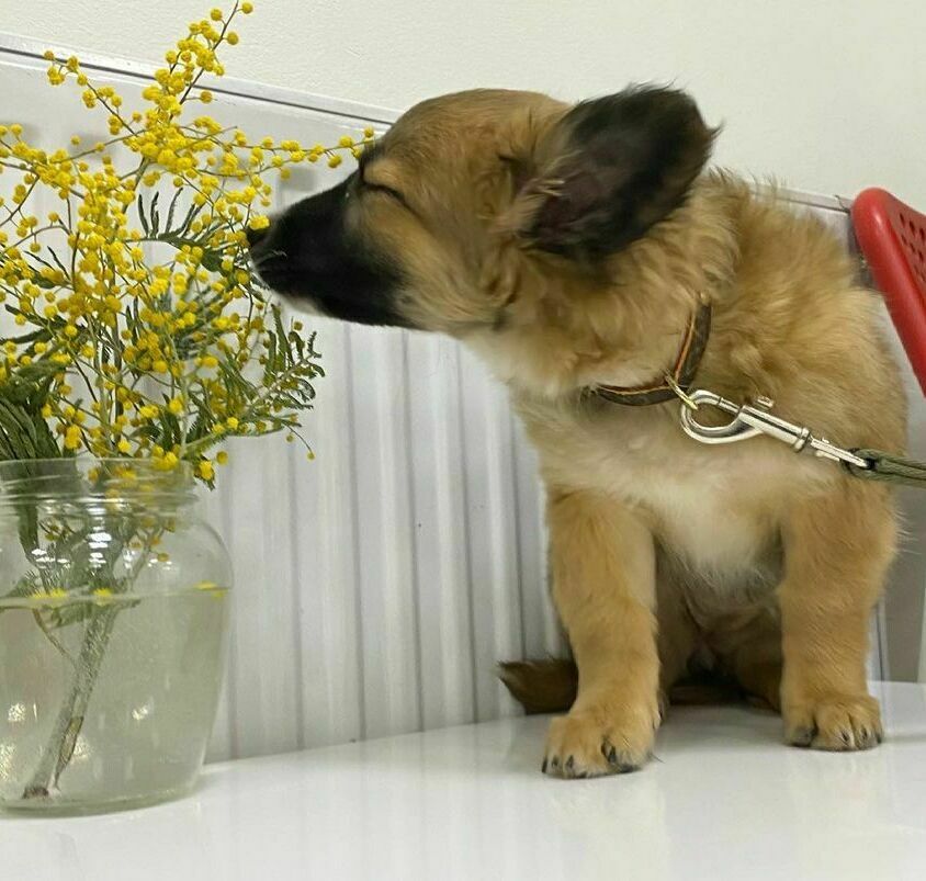 Кот+Бегемот