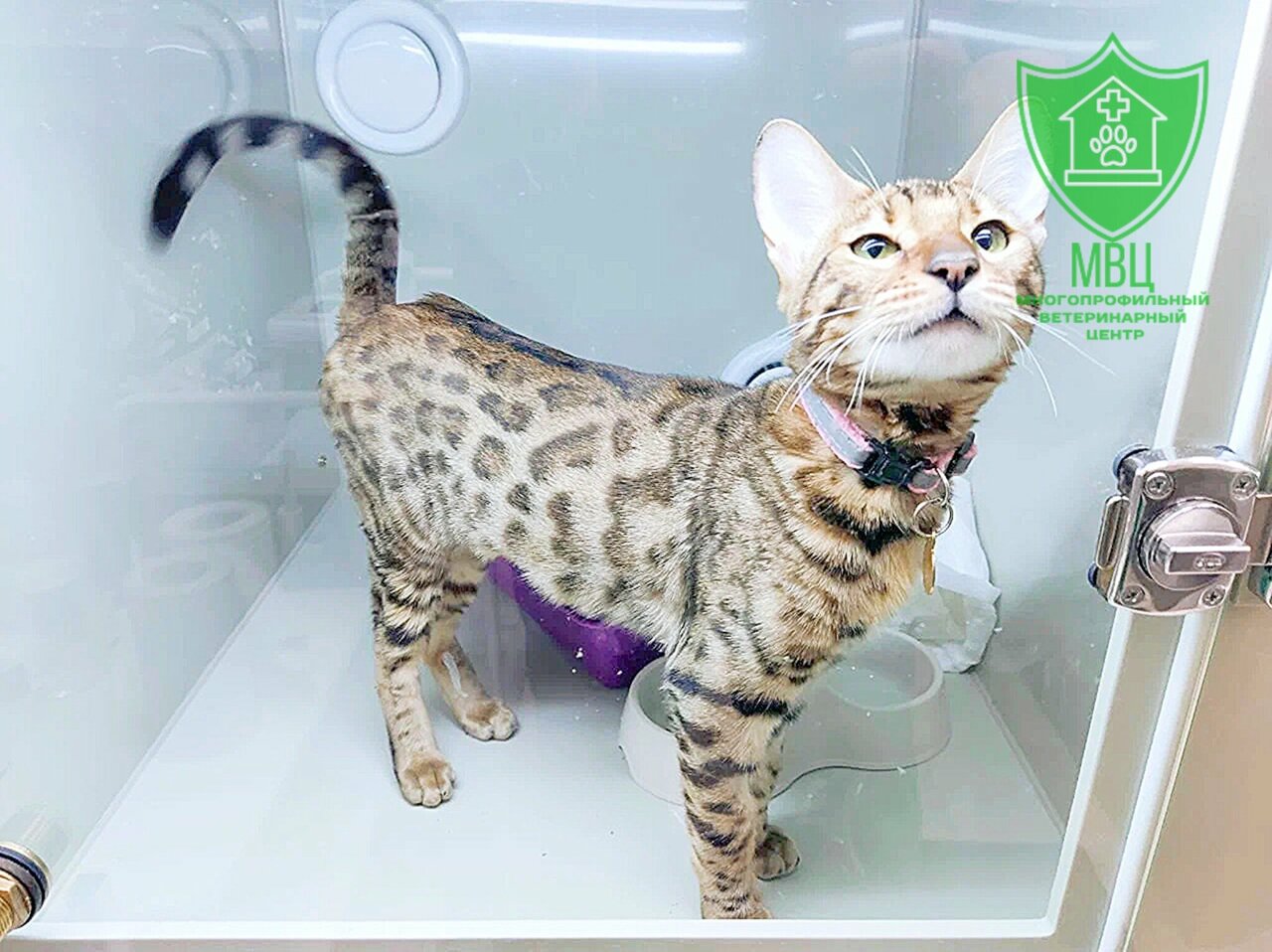 Многопрофильный Ветеринарный центр