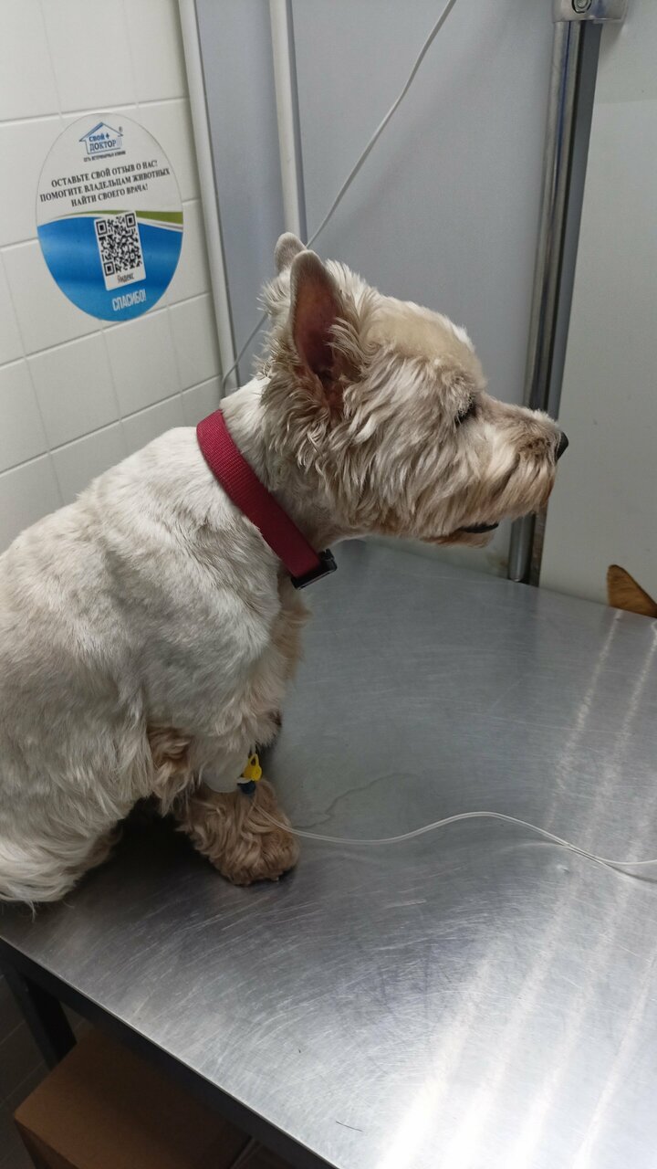 Свой доктор