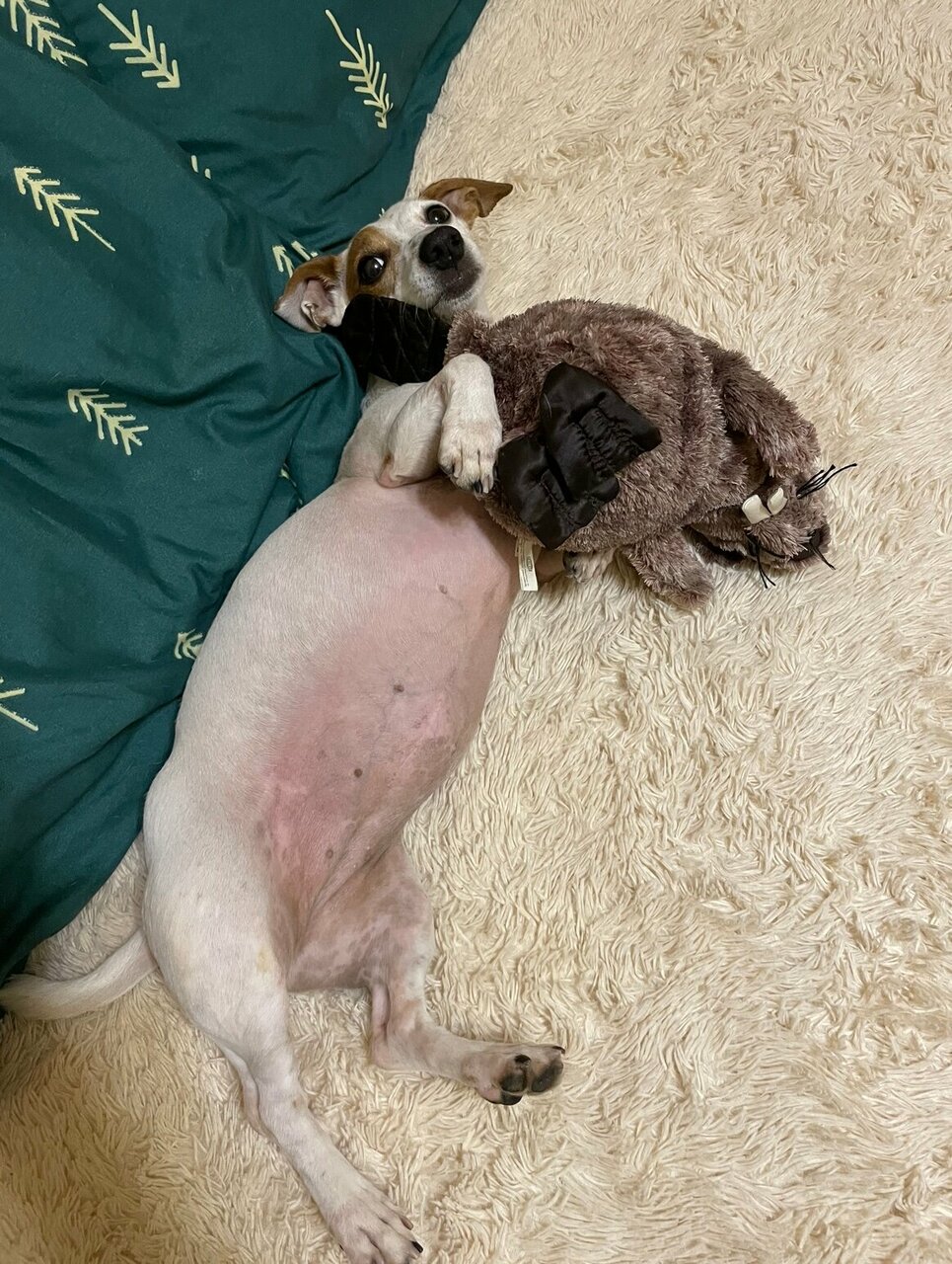 ВетПространство