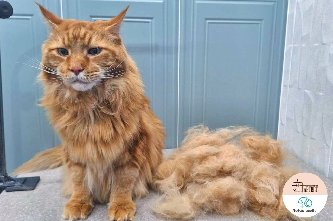 ЛефортовоВет