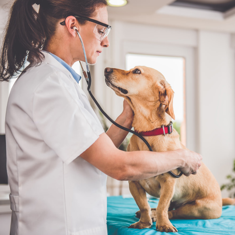 Герстендорф на Свободе