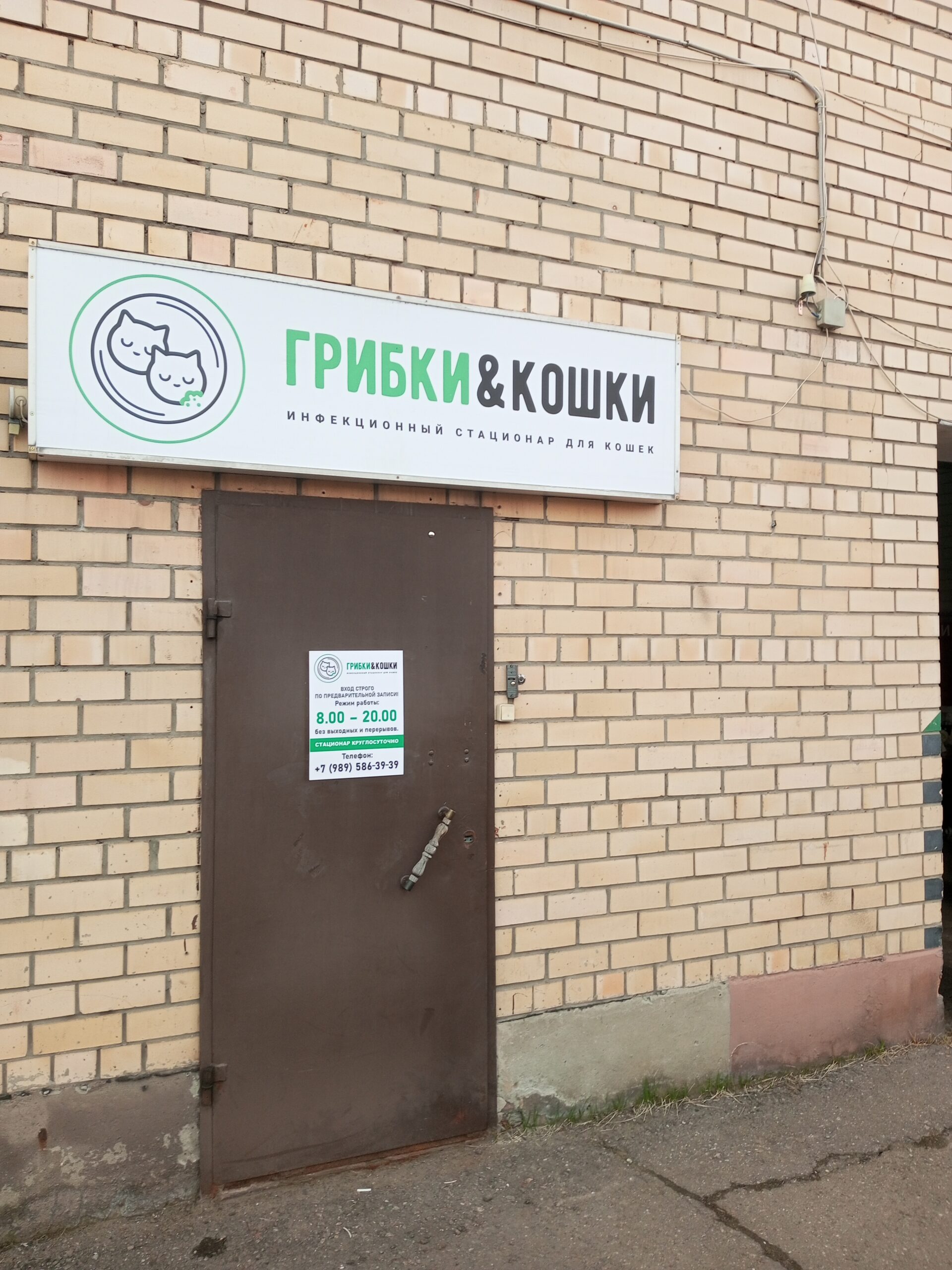 Грибки & Кошки