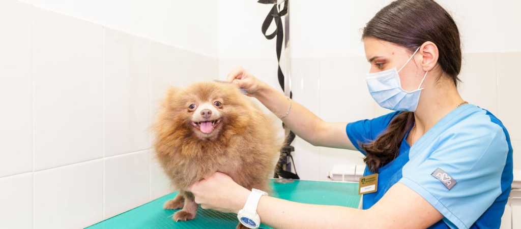 Любимый носик