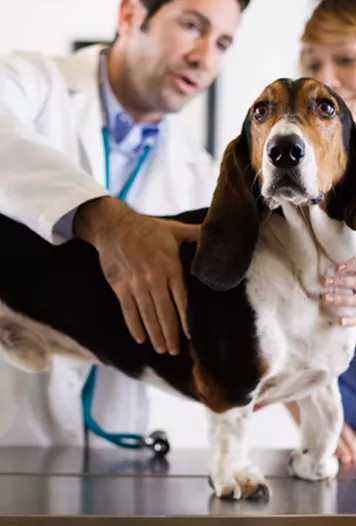 Планета животных