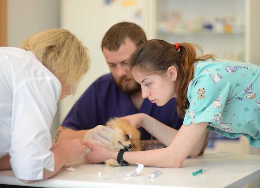 Симба на Радужной