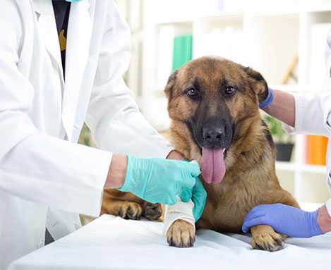 Скорая ветеринарная помощь 03-вет