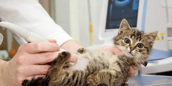 Соколиная гора