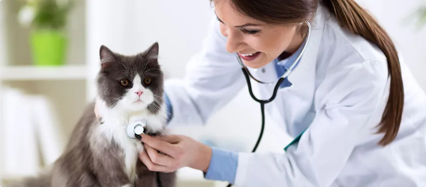 ВЦ МедВет на Ленинском