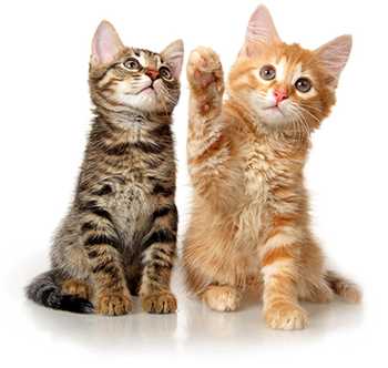 Ветэксперт