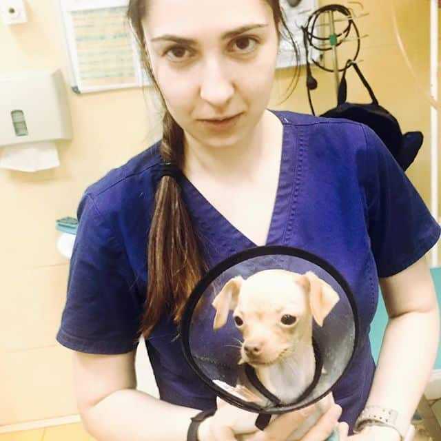 Ветеринар Дерматолог