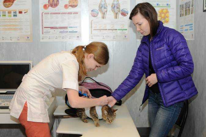 Ветеринарная клиника На Беговой