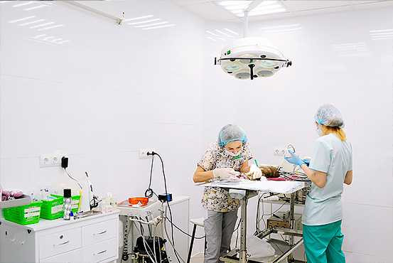 Ветеринарная клиника Веста на Марьиной Рощи