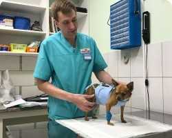 Ветеринарный центр Viki-ВЕТ