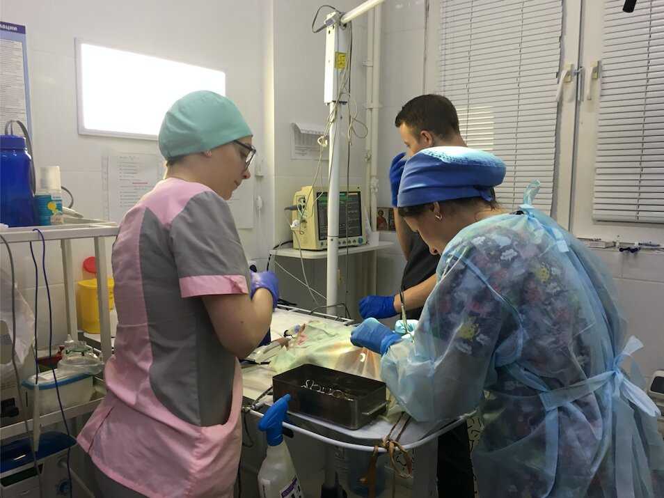 Ветеринарный консультант