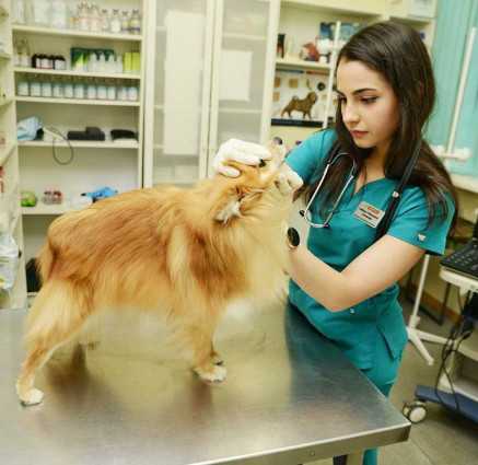 ВетерОК на Шкулева