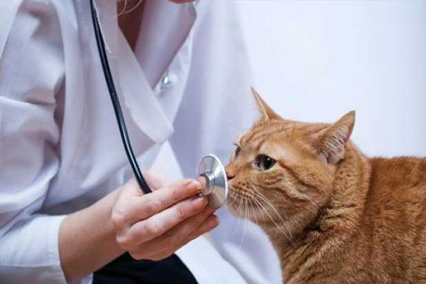 Золотое руно